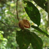 Myristica ceylanica A.DC.